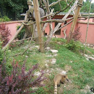 View of Coati enclosure