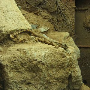 Painted Dragon (Laudakia stellio brachydactyla)