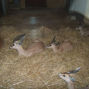 Dorcas Gazelle