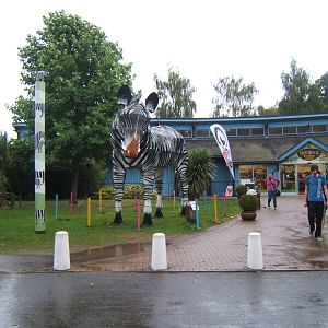 Giant Zebra