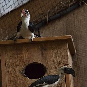 Von der Decken's Hornbill - Both