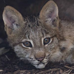 Lynx cub 1
