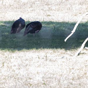 Turkeys in the old Musk Ox exhibit