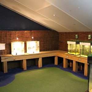 Freshwater mussel aquariums