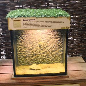 Freshwater mussel aquarium