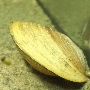 Freshwater mussel species
