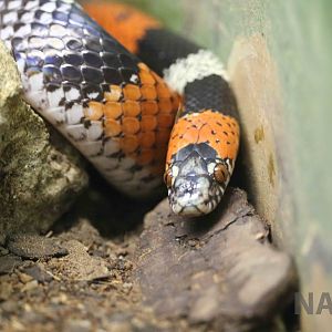 Brazilian false coral snake - Instituto Butantan, March 2016
