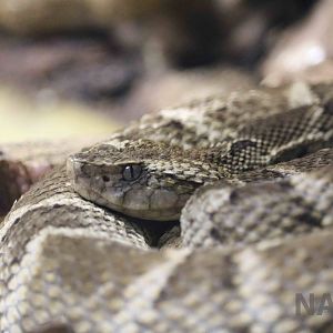 Bahia lancehead - Instituto Butantan, March 2016