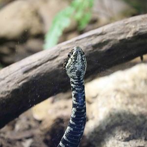 Fonseca's lancehead - Instituto Butantan, March 2016