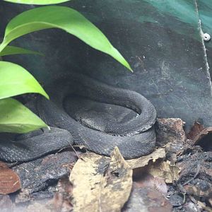 Alcatrazes lancehead - Instituto Butantan, March 2016