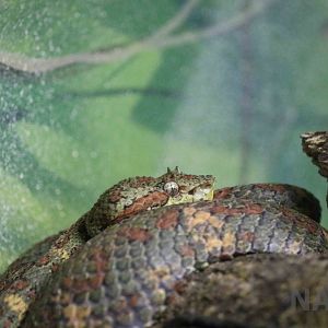 Eyelash pitviper - Instituto Butantan, March 2016