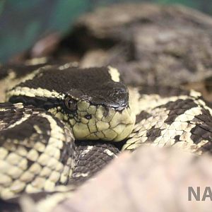 Jararacussu - Instituto Butantan, March 2016