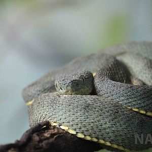 Two-striped forest pit viper - Instituto Butantan, March 2016
