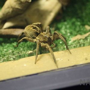 Wolf spider - Instituto Butantan, March 2016