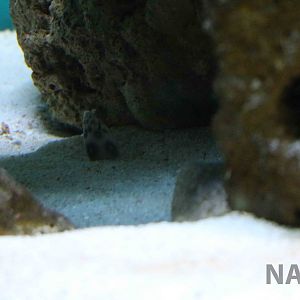 Tiger snake eel - Instituto Butantan, March 2016