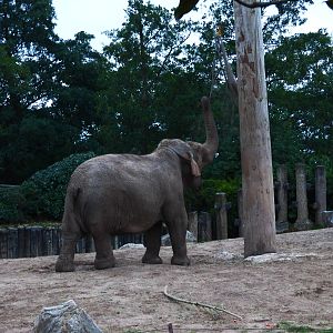 Asian Elephant Maya having a late tea
