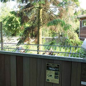 Enclosure Bat-eared fox