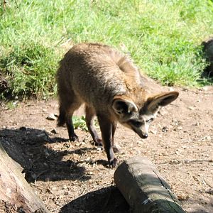 Bat-eared fox