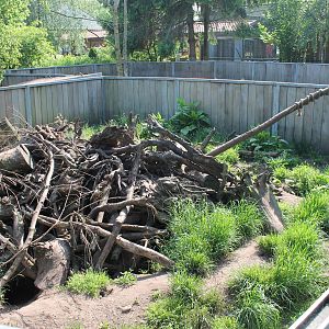 Enclosure Zebra mongoose