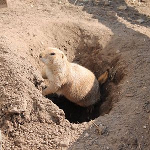 Black-tailed prairie dog