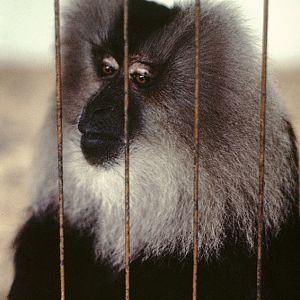 Lion-tailed macaque at Belle Vue 1973