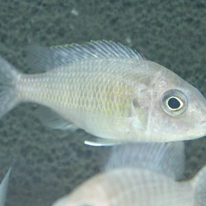 Auloncranus dewindti