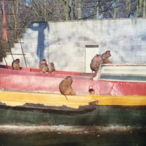 The Monkey boat