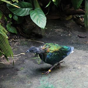 Nicobar pigeon