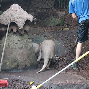 Aardvark enclosure cleaning