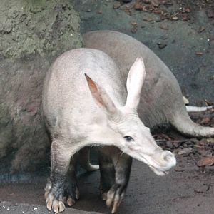 Aardvarks
