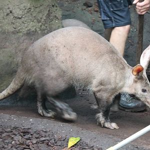 Aardvark