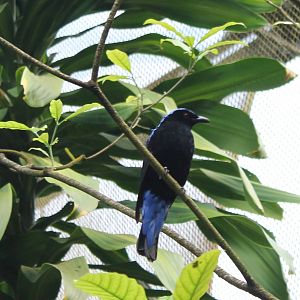 Male Fairy blue bird