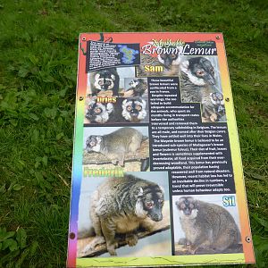 Mayotte brown lemurs