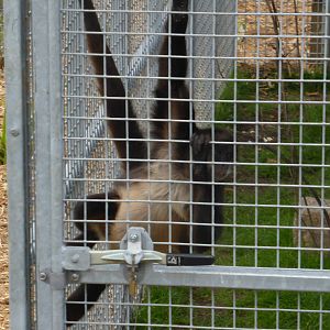 New spider monkey enclosure .