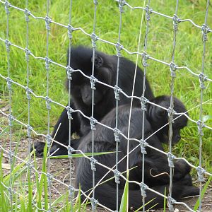 Alf the black mangabey and his companion Jon-Jon the spider monkey
