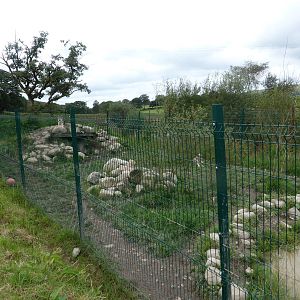 Revamped Wolf Enclosure .