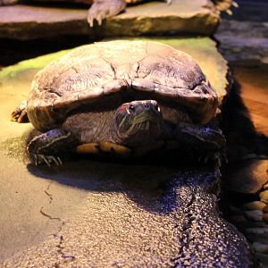 Red-eared slider