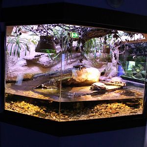Turtle enclosure