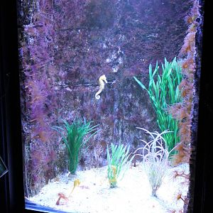Sea horse aquarium