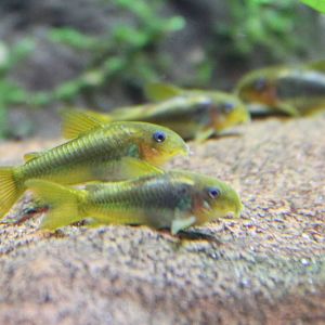 Corydoras cf melanotaenia