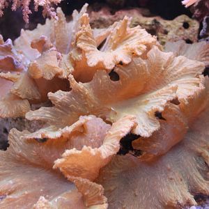 Soft coral ID