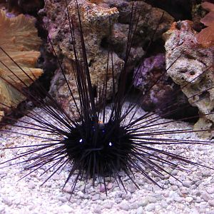 Long-spined sea urchin