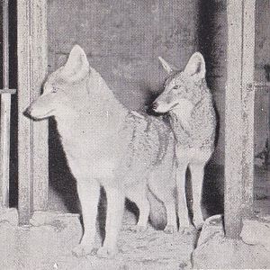 Coyote - early 1970s