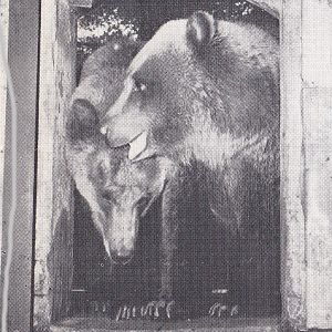 Grizzly Bear - early 1970s