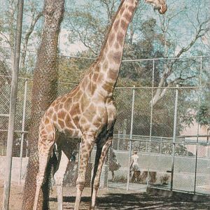 Giraffe - early 1970s