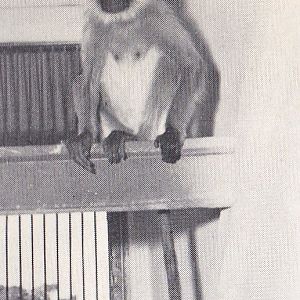 Hanuman Langur - early 1970s
