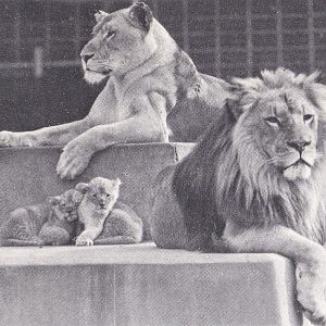 Lions - early 1970s