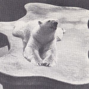 Polar Bear - early 1970s