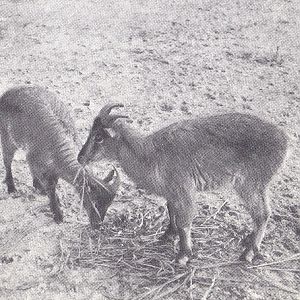 Tahr - early 1970s