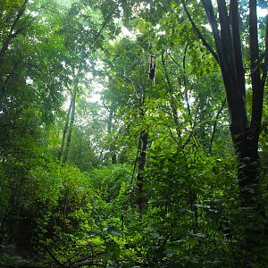 Sep. 2016 - Jungle Trails